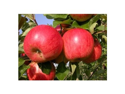Jabloň ROMANCE - MM111