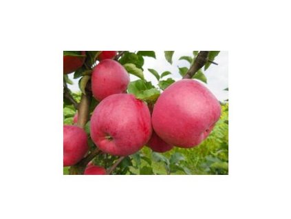 jabloň NUBIA- MM111