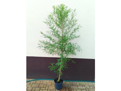 Tisovec dvouřadý, 160-200 cm