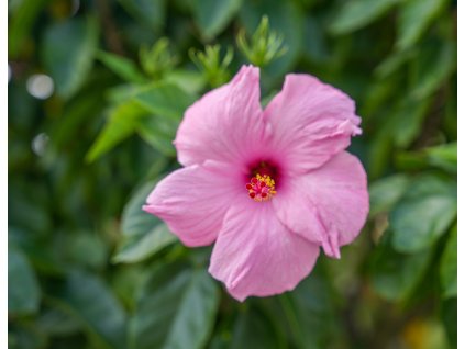 hibiscus 6929538 1280