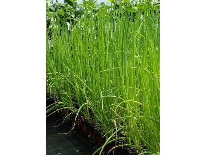 Cibule zimní - ošlejch