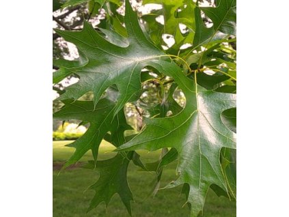Dub bahenní 30-50cm