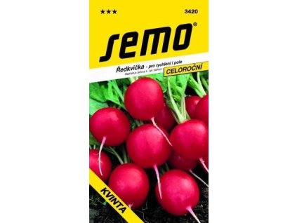 Ředkvička - KVINTA