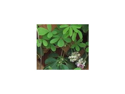 Akébie pětičetná SILVER BELLS