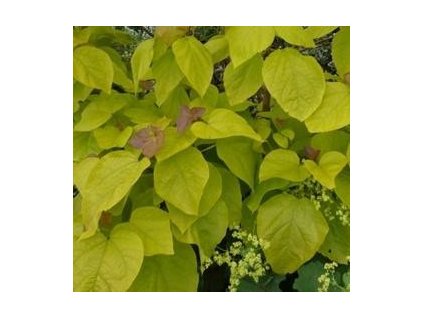 Katalpa trubačovitá ´Aurea´