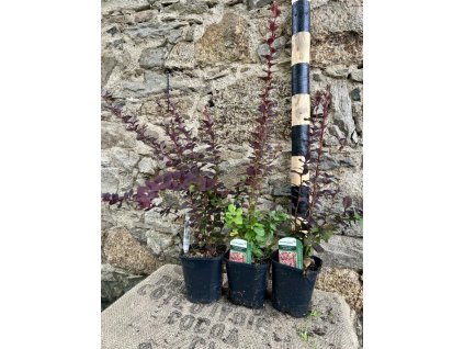 Dřišťál thunbergův ´Chocolate summer´