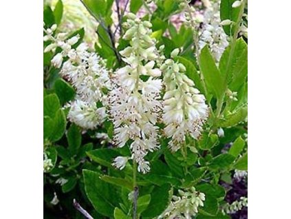 Jochovec olšolistý HUMMINGBIRD