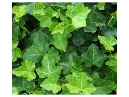 Břečťan popínavý K0,5