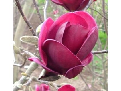 Magnolie- Šácholan GENIE®