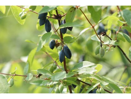 zoosnow honeysuckle 3879603 1280