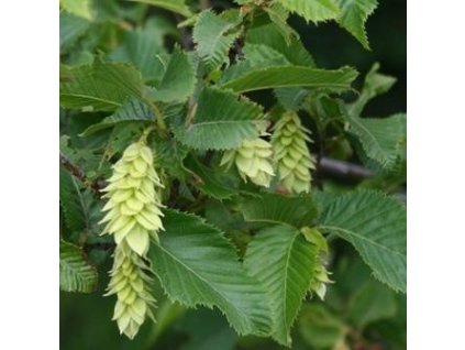 Habrovec habrolistý