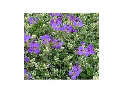 Tařička SILBERRAND