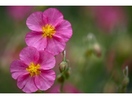 sonnenroschen 8805675 1280