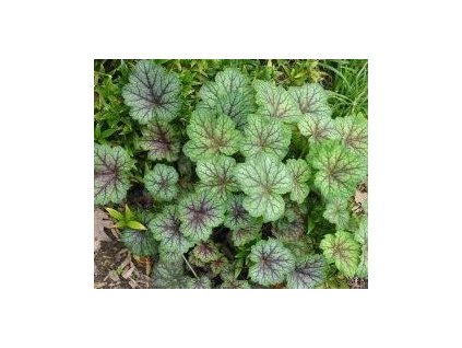 Dlužicha DALE´S STRAIN