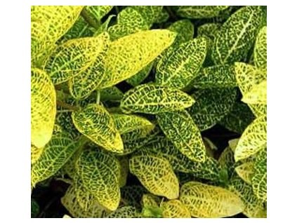 Zimolez japonský ´Aureoreticulata´ K9