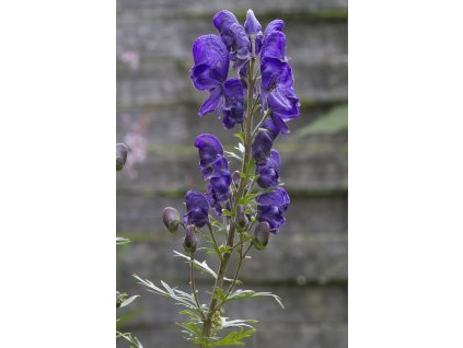 blue iron hat 2480943 1280