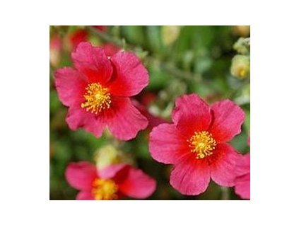 Devaterník DOMPFAFF