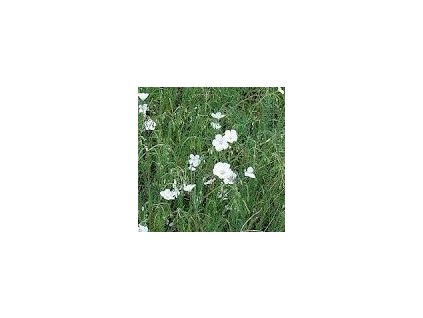 Len vytrvalý NANUM ALBUM DIAMANT