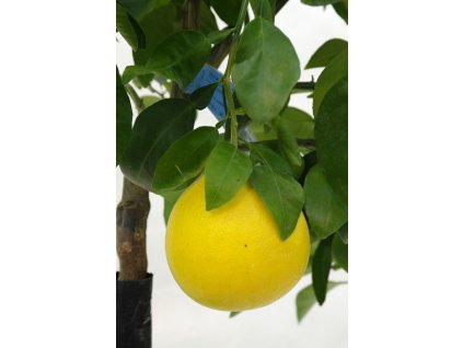 marsh seedless 20121217 1780902428