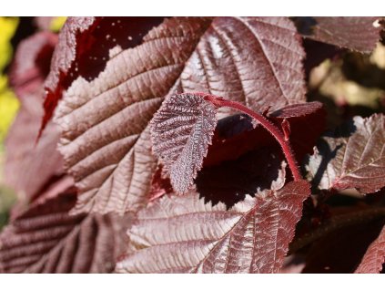 Líska LOMBARDSKÁ ČERVENÁ