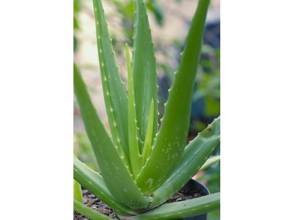 Aloe vera - Aloe pravá