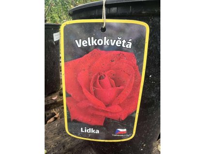 Růže LIDKA