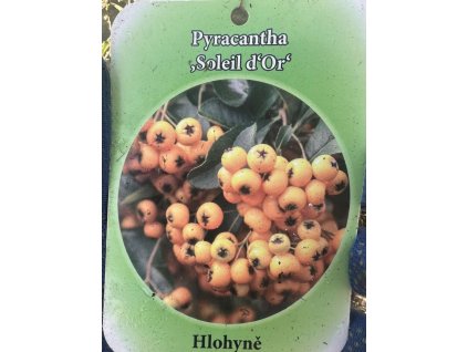 Hlohyně šarlatová 'Soleil d'Or' K1