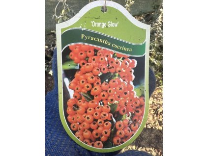 Hlohyně šarlatová ´Orange Glow´ K1