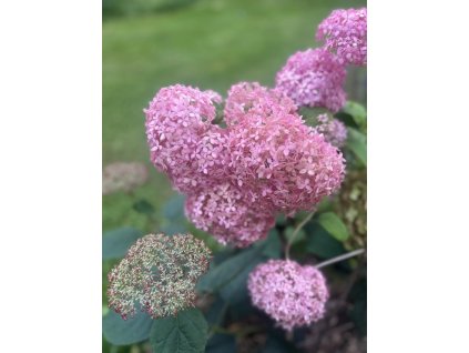 Hortenzie stromečkovitá PINK PERCUSSION