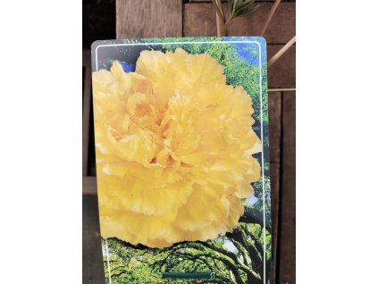 Pivoňka dřevitá HAI HUANG