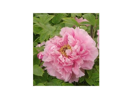 Pivoňka dřevitá ROU FU RONG