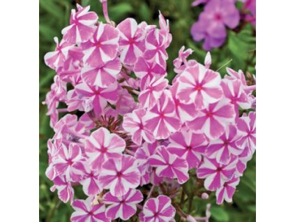 Plamenka latnatá NATASCHA