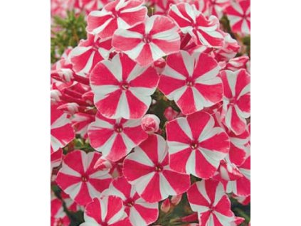 Plamenka latnatá PEPPERMINT TWIST