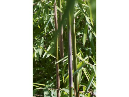 Bambus - Fargesia jiuzhaigou K4