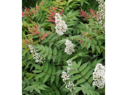 Jeřábník jeřábolistý