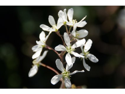 dezalb saskatoon 4097939 1280