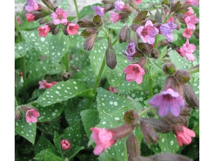 Plicník lékařský