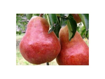 Hrušeň WILLIAMSOVA ČERVENÁ - sem.