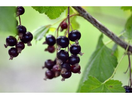 Rybíz černý BEN SAREK - keř