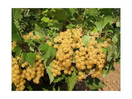 Rybíz bílý PRIMUS - keř