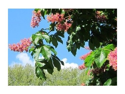 Jírovec  ´Briotii´