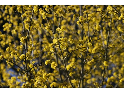 Cornus officinalis