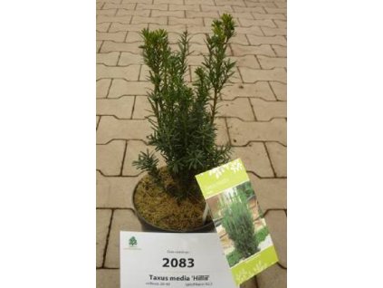 Tis prostřední ´Hillii´, K2