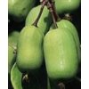 KIWI - Aktinidie význačná JUMBO - samice - K2