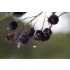 Amelanchier alnifolia ‘Edelweis