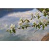 musekaw saskatoon berry 7192235 1280