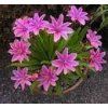 Lewisia longipetala LITTLE PLUM