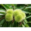 Castanea sativa jedlý kaštan