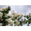 philadelphus coronarius 5216398 1280