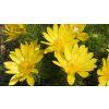 adonis vernalis 4125747 1280